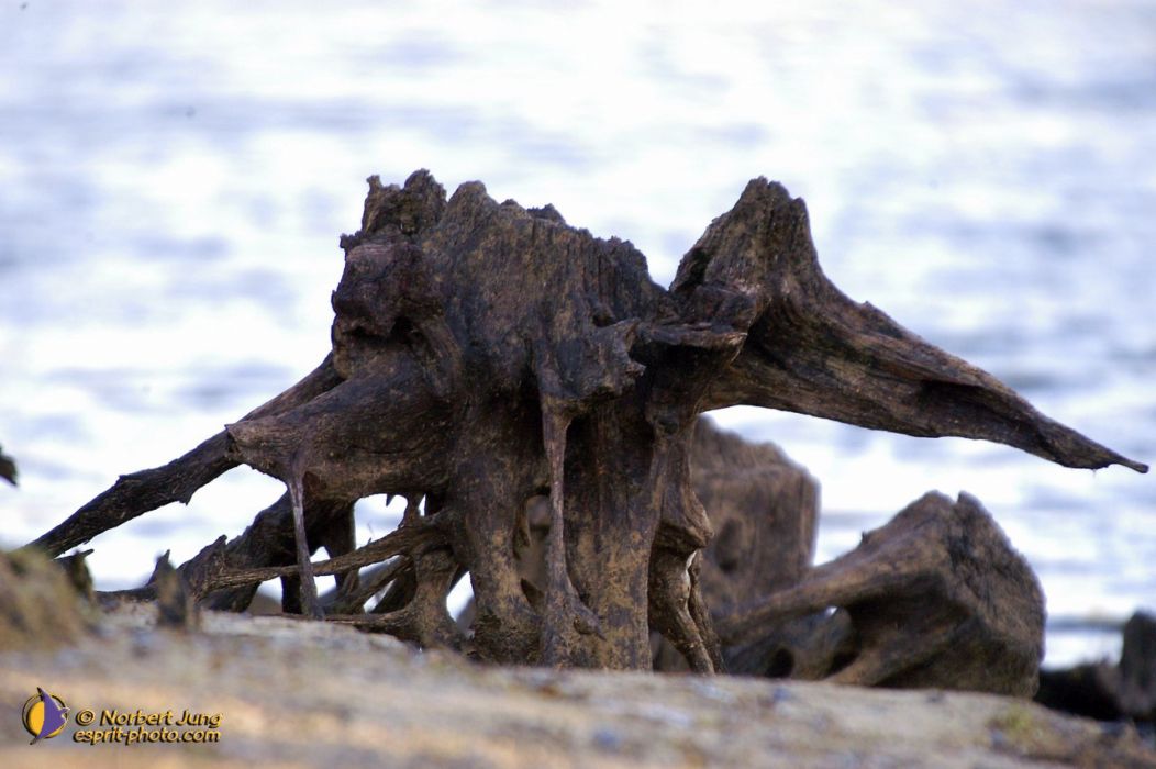 Nom de l'image : D1007059-01_(c)Norbert-JUNG — Description :